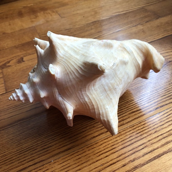 Large Pink-Interior Conch Shell - Picture 2 of 7